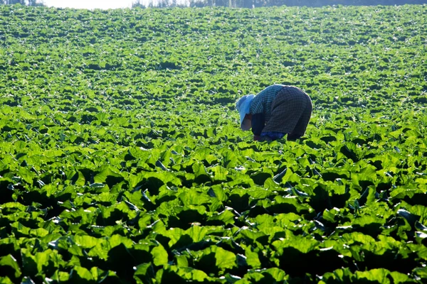 Pessoas no campo de repolho — Fotografia de Stock