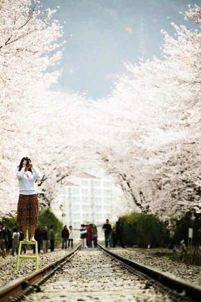 Cherry Blossom Festival — Stockfoto