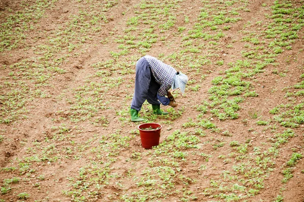 Agricultor en el paisaje rural —  Fotos de Stock