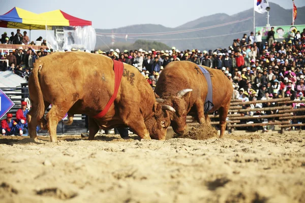 Cheong do Bullfighting Festival in South Korea — Stock Photo, Image