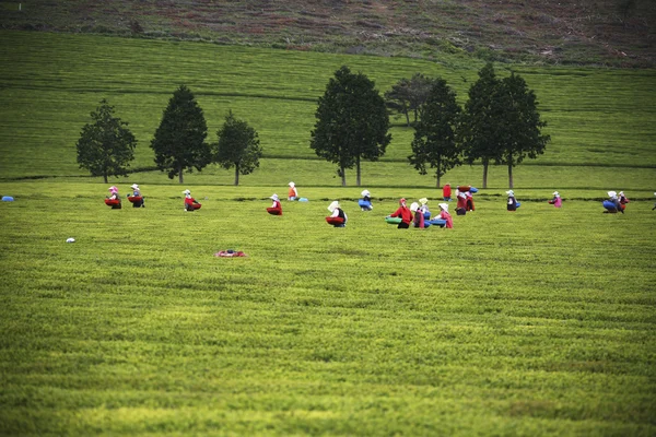 ポソン緑茶フィールドで働く人々 — ストック写真