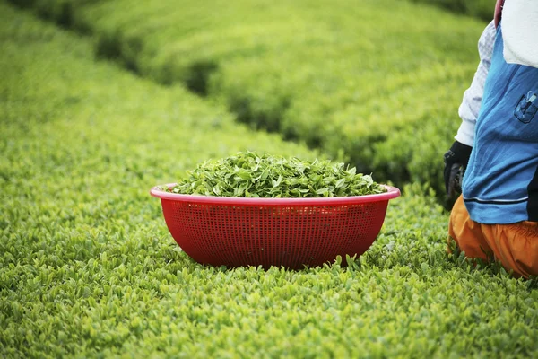 People working at  Boseong Green Tea Field — Stock Photo, Image