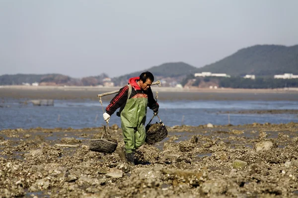 Fisher olha para pegar a ostra de maré — Fotografia de Stock