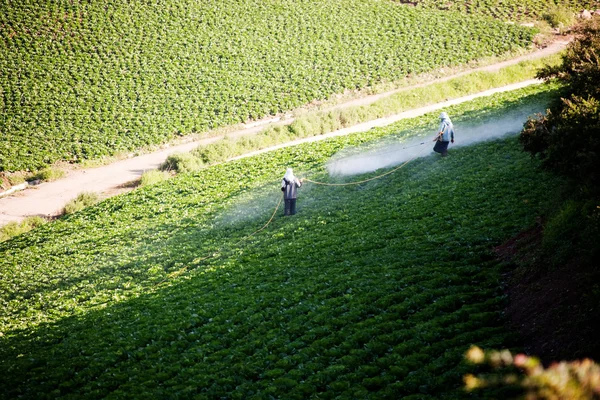 양배추 밭에 사람들 — 스톡 사진