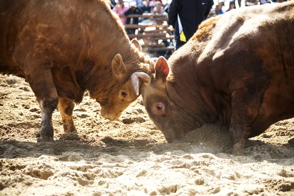 Stierenvechten festival cheong-do — Stockfoto