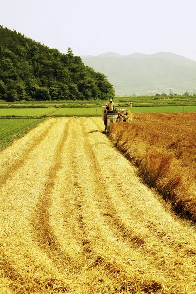 Agricultor na paisagem rural Coreia — Fotografia de Stock