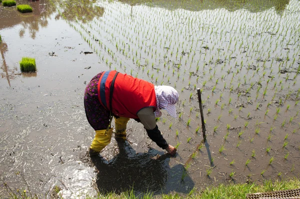 Wanita di sawah — Stok Foto