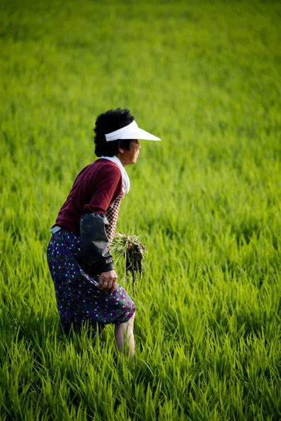 Pirinç alan kadın çiftçi — Stok fotoğraf