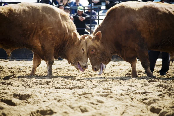Bullfighting Festival Cheong-do — Stock Photo, Image