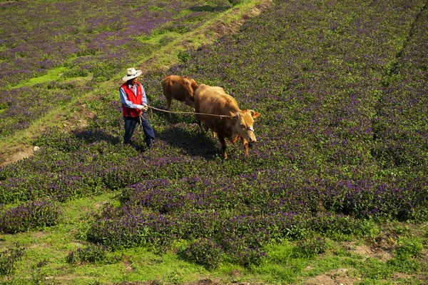 Agricultor con vacas —  Fotos de Stock