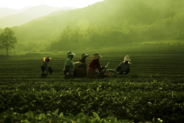 Menschen, die bei Boseong Green Tea Field arbeiten — Stockfoto