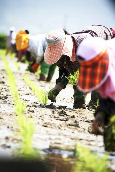 Agricultor en el paisaje rural Corea —  Fotos de Stock