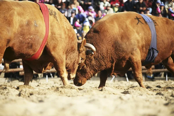 Cheong csinál bikaviadal fesztivál Dél-Koreában — Stock Fotó