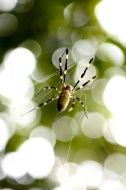 Örümcek ve örümcek ağı