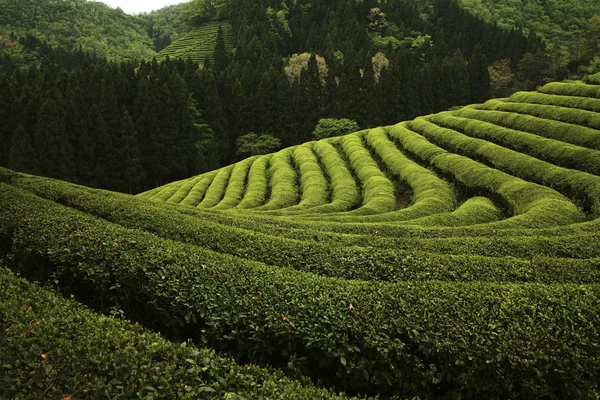 Campo da tè verde — Foto Stock