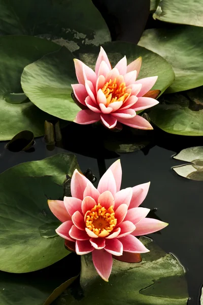 Lotus in the pond — Stock Photo, Image