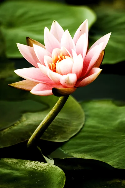 Lotus in the pond — Stock Photo, Image