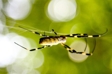 Örümcek ve örümcek ağı