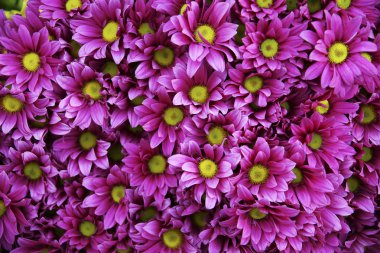 kasımpatı çiçekleri