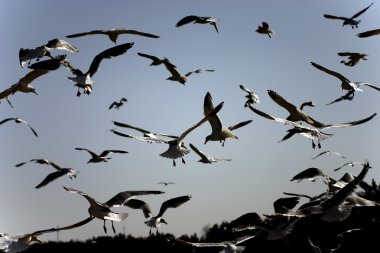Martı gökyüzünde uçuyor.