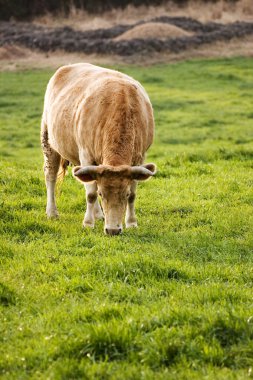 Jeju Adası'nda inek