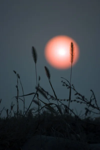 Fuchsschwanz bei Sonnenuntergang — Stockfoto