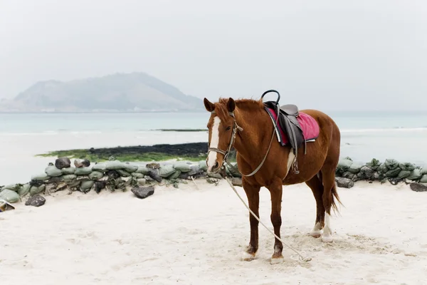 Caballo en la playa en la isla de Jeju — Foto de Stock