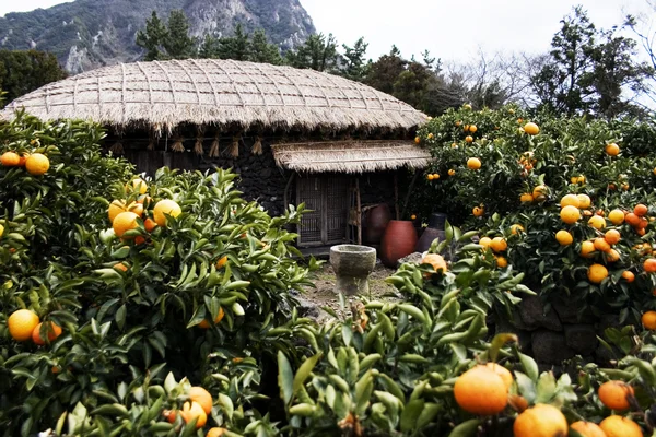 Mandarinas que crecen en un árbol — Foto de Stock