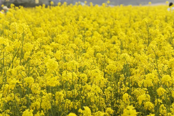 Gelbe Blumen auf dem Feld — Stockfoto