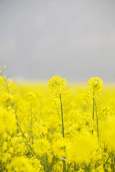 Flores amarelas no campo — Fotografia de Stock