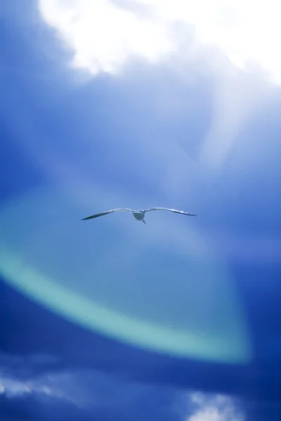 Mewa lecąca na niebie — Zdjęcie stockowe