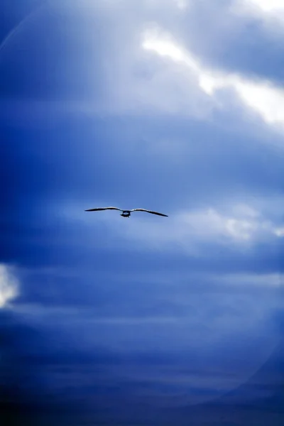海鸥在空中飞翔 — 图库照片