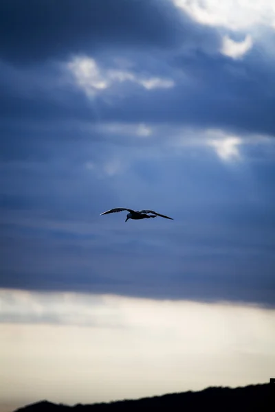 Möwe fliegt in den Himmel — Stockfoto