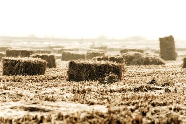 Campo de arroz —  Fotos de Stock