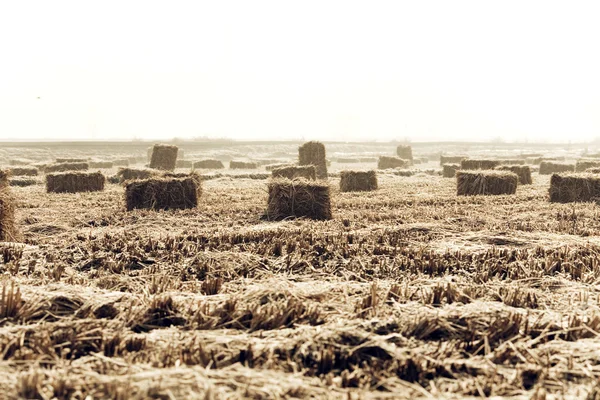 Campo de arroz —  Fotos de Stock