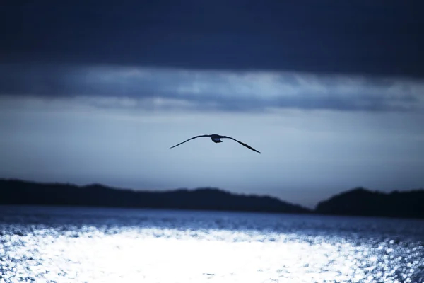 Seagull flying in the sky — Stock Photo, Image