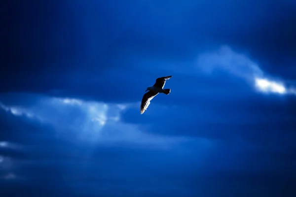 Möwe fliegt in den Himmel — Stockfoto