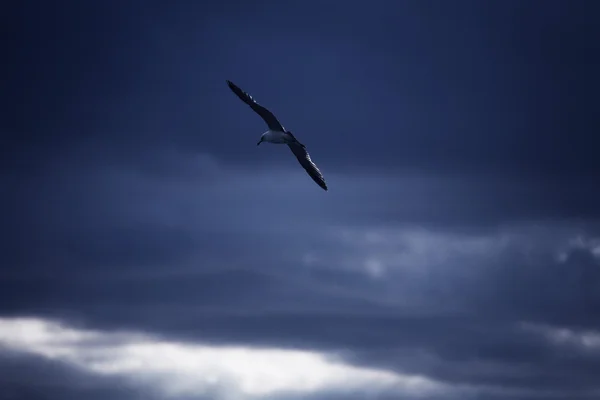 Möwe fliegt in den Himmel — Stockfoto