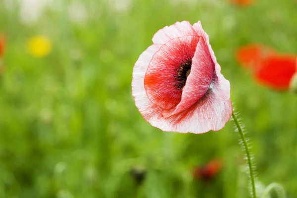 Beautiful  poppy flower — Stock Photo, Image