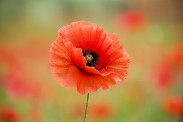 Hermosa flor de amapola — Foto de Stock
