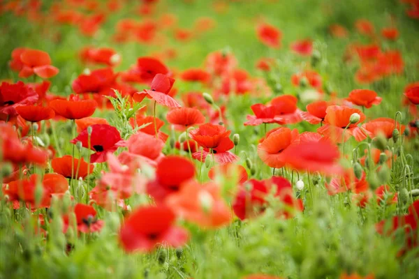 Field of poppies — Stock Photo, Image