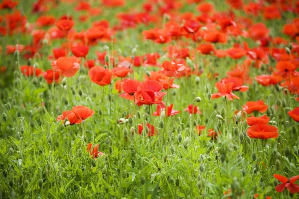 Field of poppies — Stock Photo, Image