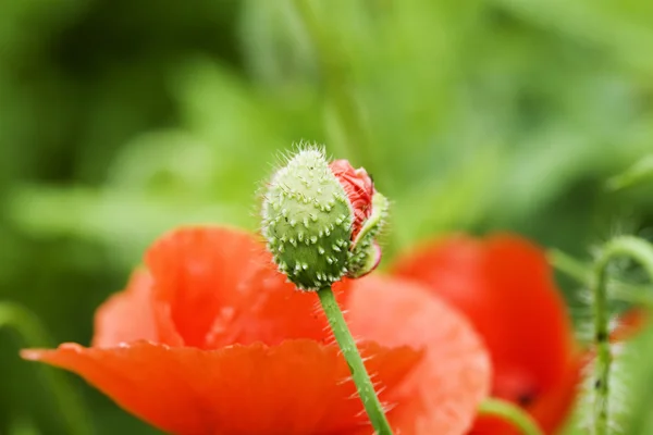 Campo de amapolas — Foto de Stock