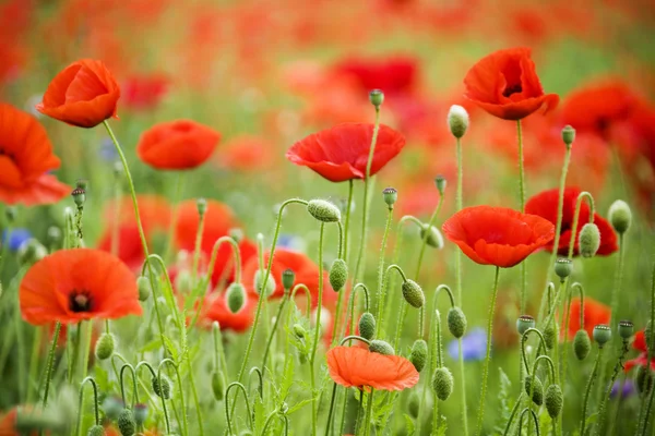 Field of poppies — Stock Photo, Image