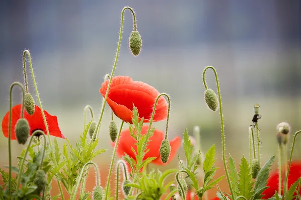 Hermoso campo de flores de amapola — Foto de Stock