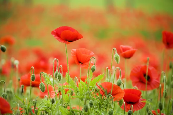 Beautiful  poppy flower field — Stock Photo, Image