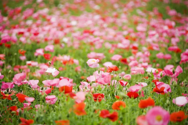 Field of poppies — Stock Photo, Image