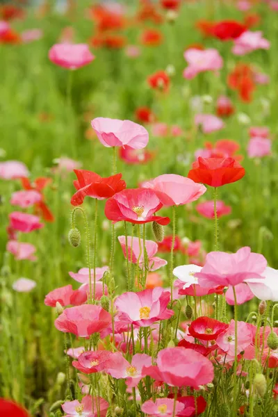 Field of poppies — Stock Photo, Image