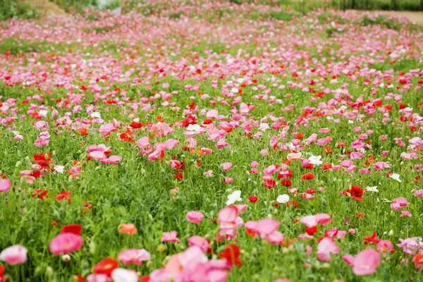 Field of poppies — Stock Photo, Image