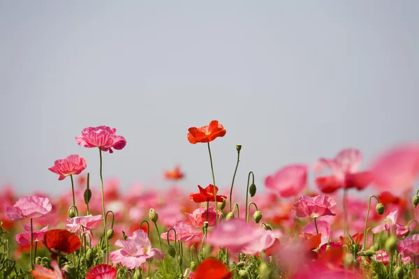 美丽的花罂粟花朵 — 图库照片